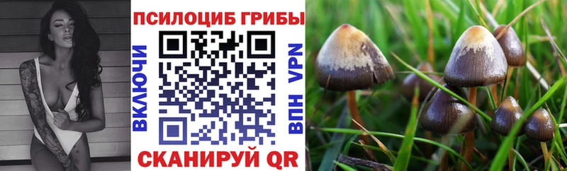 сайты даркнета официальный сайт  hydra ONION  Юрьев-Польский  Псилоцибиновые грибы Cubensis 